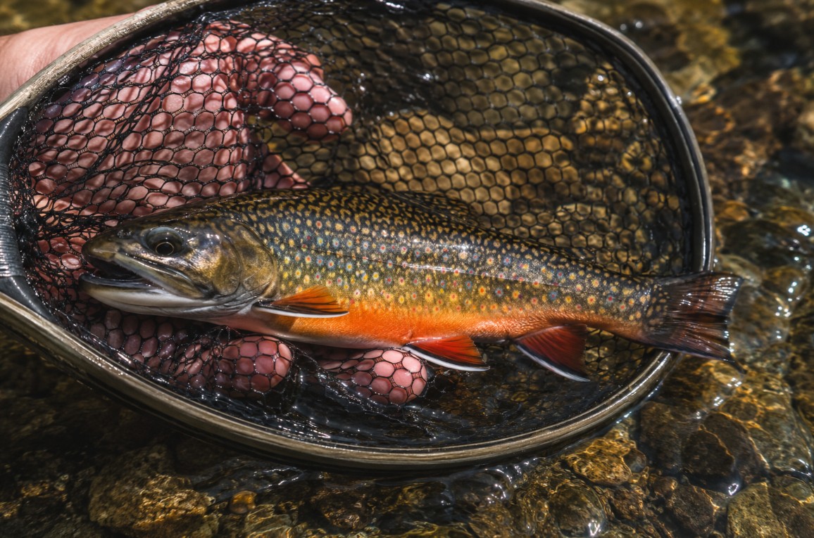 Vivid wild brook trout with orange fins resting in a rubber net over clear water