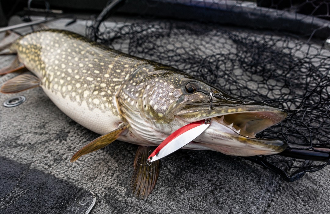 Toothy northern pike beside a landing net with a red and white spoon in its jaw